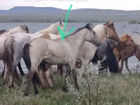 Horses (batch, sex not specified), Horse breed — photo 1