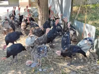Turkeys — photo 5