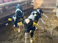 ثور, Russian Black pied cattle — الصورة 5