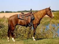 母马, Rocky Mountain Horse — 照片 5