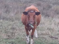 Cow, Cattle — photo 2