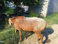 Ram, Agin sheep — photo 1
