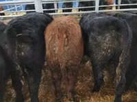 Toro, Aberdeen-Angus — foto 7