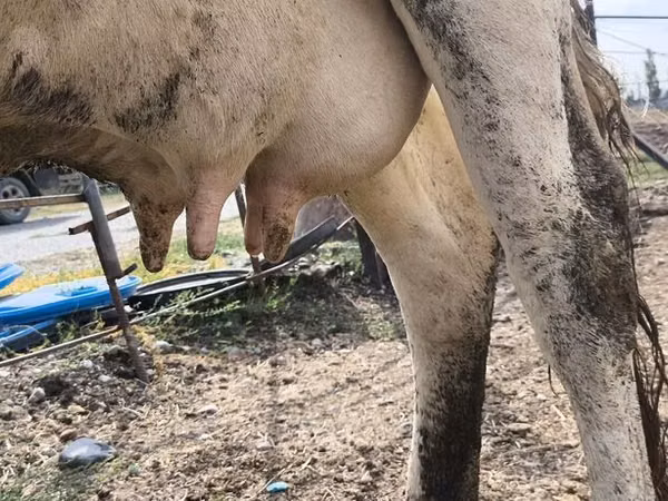 母牛, Holstein breed