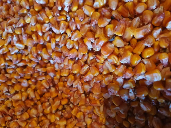 Vînd porumb, grîu,sorgo