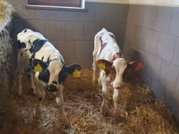Bull, Cattle — photo 2