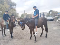 घोड़ा, Thoroughbred horse — फ़ोटो 6