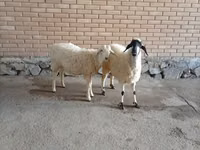 Cabro, Cabras — foto 2