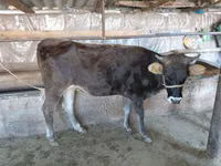 母牛, Russian Black pied cattle — 照片 2