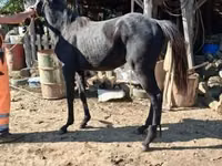 Hengst, Thoroughbred horse — Foto 2