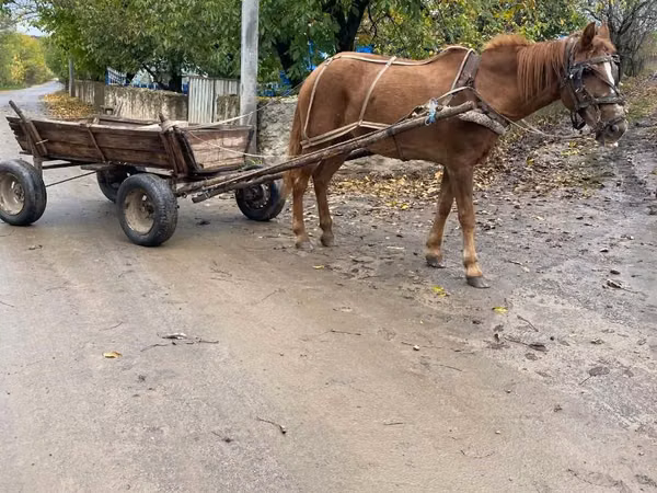 فرس, الخيول