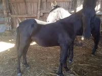 Caballo, Nonius horse — foto 2