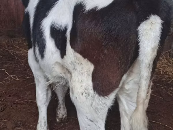 بقرة, Russian Black pied cattle