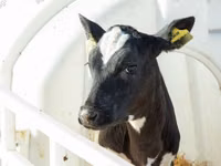 Bulle, Swiss cattle — Foto 7