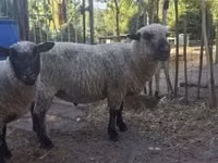 Хуц, Shroshire sheep — 3 зураг