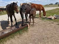 घोड़ी, Horse breed — फ़ोटो 2
