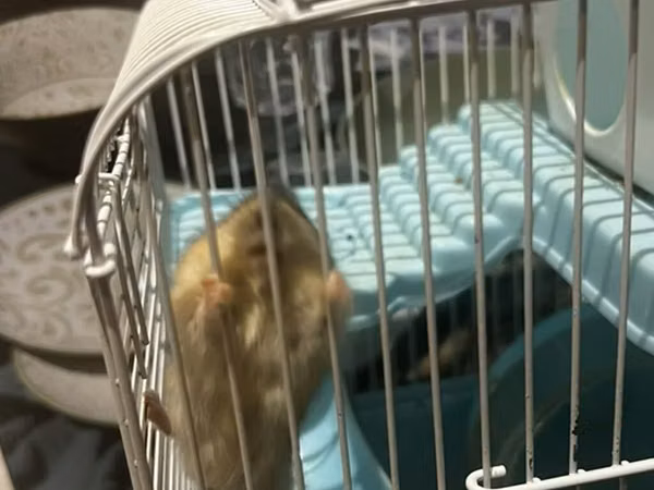 7 Hamster + qəfəs dəsti - Növbənöv xırda gəmirici üçün uyğun hamster