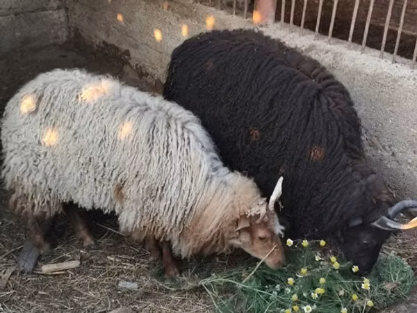Sheep, Racka sheep