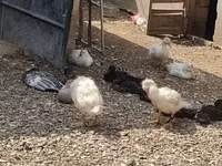 Chickens — Foto 1