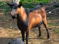 बकरी, Alpine goat — फ़ोटो 4