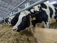 母牛, Holstein breed — 照片 6