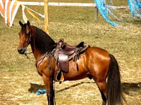 घोड़ा, Tennessee Walking Horse — फ़ोटो 5