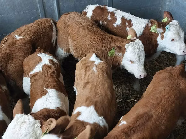Bulle, Simmental cattle
