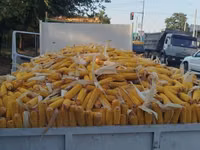 🌽🌽🌽Жугору Сатылат 🌽🌽🌽Продаю Кукурузу ✅✅✅качество 💯💯💯 — الصورة 1
