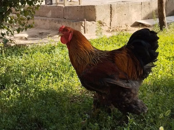 Chickens