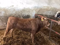 Kuh, Holstein-Rasse — Foto 3