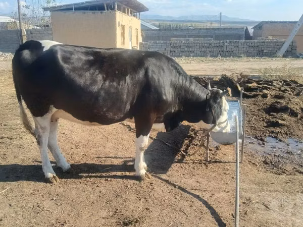 Cow, Simmental cattle