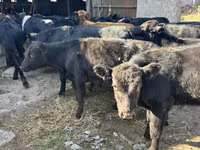 ثور, Swiss cattle — الصورة 1