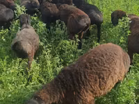 绵羊（批次，未指定性别）, Sheep — 照片 8