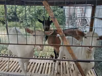 母山羊, Goats — 照片 4