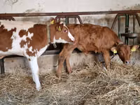 Bulle, Simmental cattle — Foto 4