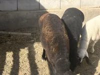 Sheep (batch, sex not specified), Sheep — photo 4