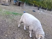 公羊, Sheep — 照片 3