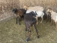 كبش, الأغنام — الصورة 3