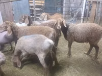 نعجة, Arashan sheep — الصورة 5