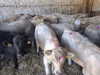 Bulle, Charolais cattle — Foto 8