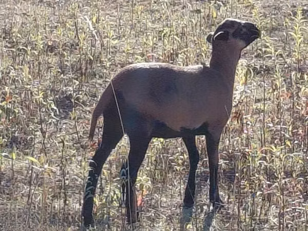 母羊, Cameroon sheep