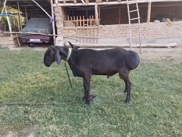 मेढ़ा, Arashan sheep