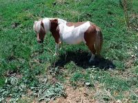 Stute, Australian Pony — Foto 3