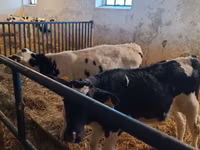 ثور, Russian Black pied cattle — الصورة 6