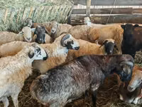 Schafe (Partie, Geschlecht nicht angegeben), Hissar sheep — Foto 6
