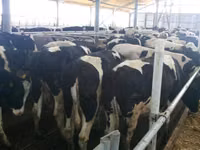 गाय, Russian Black pied cattle — फ़ोटो 1