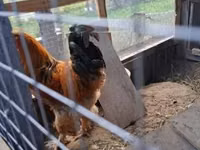 Brahma — photo 3