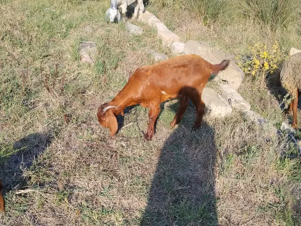 Cabras (lote, sexo no especificado), Cabras
