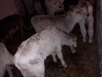 ثور, Simmental cattle — الصورة 3