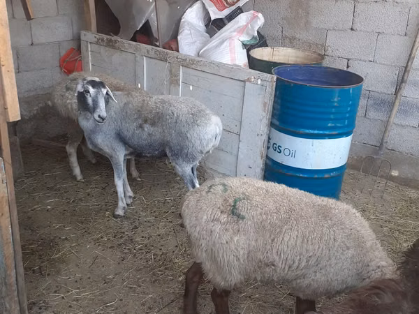 Хонь, Yecheng sheep